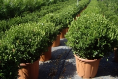 Buxus a palla 